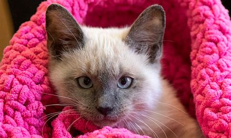 The Perfect Kitten Is Waiting Adorable Kittens for Adoption. . Kittens for sale san antonio